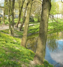 Wysokie kary za wycięcie chorego drzewa bez zezwolenia są niekonstytucyjne